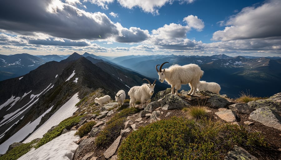 Mountain goat on rocky scree near a high-altitude hiking trail